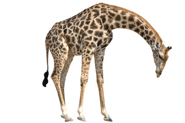 Giraffe standing lowering Head isolated on white - obrazy, fototapety, plakaty