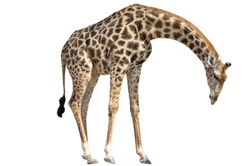 Foto auf Alu-Dibond Giraffe stehend Senken des Kopfes isoliert auf weiss © Friedemeier
