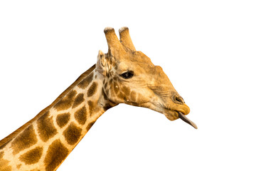 Picture of a giraffe head isolated on white background