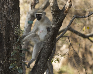 Vervet monkey, ( Cercopithecidae ) family native to Africa, nursing female, Kruger National Park, South Africa