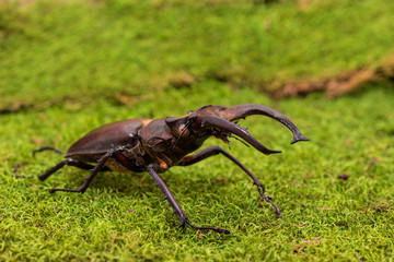Stag beetle (Lucanus fairmairel)