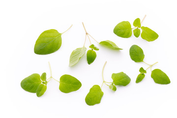 Branch of asian basil isolated on white background.