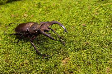 Stag beetle (Lucanus fairmairel)