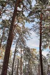 winter sunny landscape