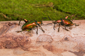 Frog Legged Leaf Beetle (Sagra buqueti)