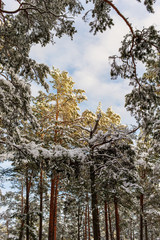 sunny winter forest