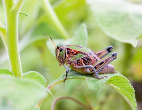 Bright green grasshoppers are found in the grasslands of Mexico.