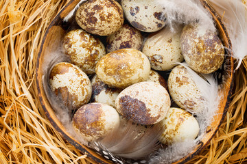 Quail eggs in the nest, a symbol of spring.