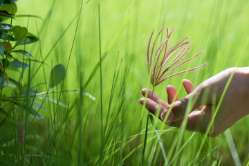 Grass in hand