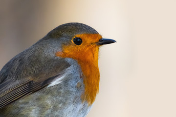 Profile of a European robin