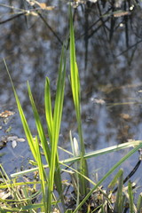 Les herbes du soleil