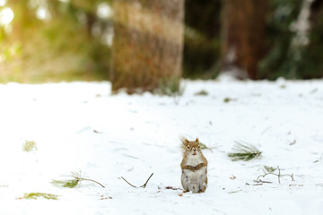 Cute squirrel sitting on snow, waiting for something during a sunny winter day