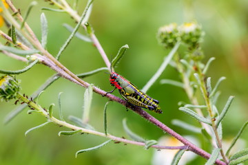 The bicolor grasshopper, also known as the rainbow grasshopper, painted grasshopper, or the barber pole grasshopper, is a species of grasshopper. It is native to North America and northern Mexico.