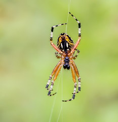The marbled orb-weaver, is a species of spider belonging to the family Araneidae. It has a wide distribution it is found throughout all of Canada to Mexico. It is one of the most colorful spiders.

