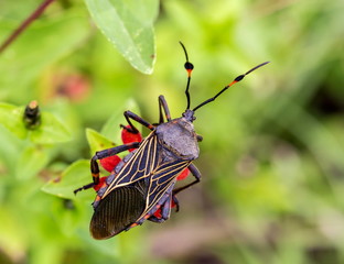 Deadly kissing bug Mexico. Blood sucker,  infection is known as Chagas disease. Bugs infected with...