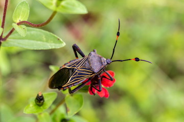 Deadly kissing bug Mexico. Blood sucker,  infection is known as Chagas disease. Bugs infected with the parasite Trypanosoma cruzi are extremely dangerous to humans and can cause eventual death. - 128380116