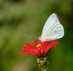 Mountain green eyed white butterfly on a red wild flower in central Mexico.