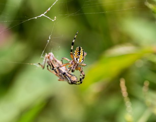 The marbled orb-weaver, is a species of spider belonging to the family Araneidae. It has a wide distribution it is found throughout all of Canada to Mexico. It is one of the most colorful spiders.
