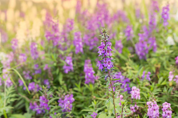 Salvia pratensis flowers