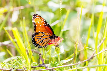Queen butterfly feeding on a wild sunflower in Mexico. This is a Orange and black butterfly.