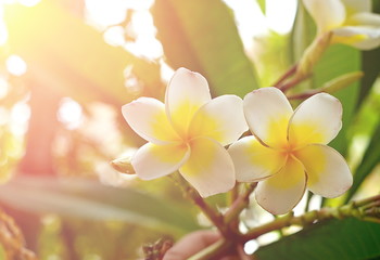 bouquet of blooming white Plumeria or Frangipani flowers on trop
