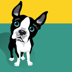 Illustration of a cute Boston Terrier Dog with space for text. For posters, cards, banners.