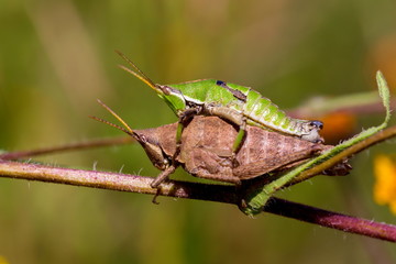 Bright green grasshoppers are found in the grasslands of Mexico.
