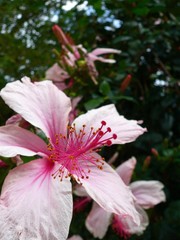 Tropical Flower