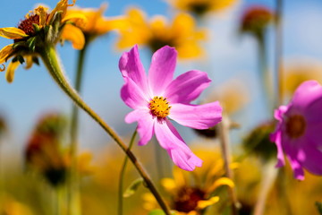 Wild flowers of Mexico. Wild sunflowers and daisies. Pink and yellow blurred flowers in the Mexican countryside. Sunflowers growing wild.