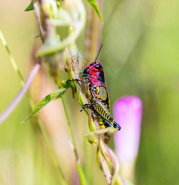 The bicolor grasshopper, also known as the rainbow grasshopper, painted grasshopper, or the barber pole grasshopper, is a species of grasshopper. It is native to North America and northern Mexico.