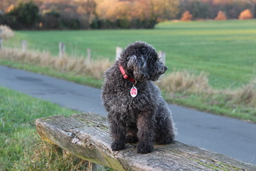 dog, poodle, animals, grey, 