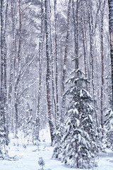 forest in the frost. Winter landscape. Snow covered trees.