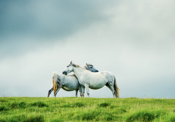 wild grey horses couple, love concept