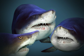 Sharks have a fun and waiting for divers and swimmers. Underwater photography from ocean.