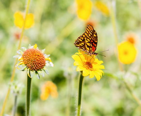 The Mexican Silverspot is a species of butterflies of the subfamily Heliconiinae in the family Nymphalidae found from southern USA to South America.