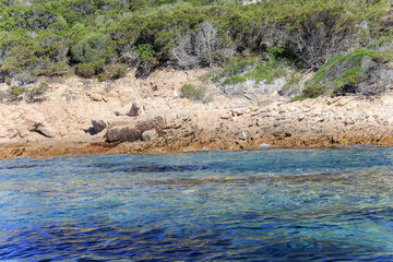 Arcipelago della Maddalena, la meravigliosa Sardegna e la spiaggia rosa.