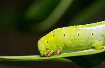 Caterpillar on green plant leaf on background nature,Close up photo. In Thailand.
