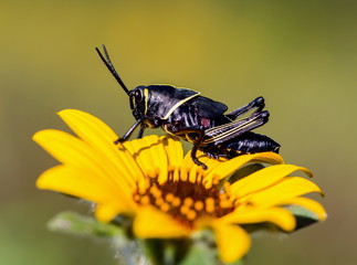 The western horse lubber grasshopper is a relatively large grasshopper species of the grasshopper  family found in the arid lower Sonoran life zone of the southwestern United States and  Mexico.