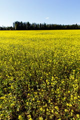 Canola field