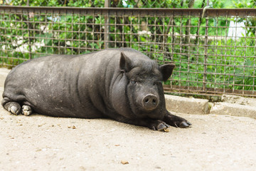 Home adult pygmy pig or mini-pig, black in color