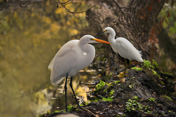 Great egret and Snowy egret resting a log.
