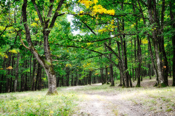 Forest pathways 