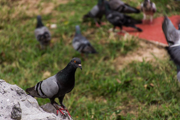 Dove