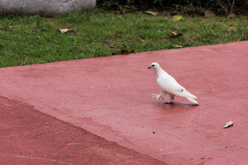 Dove