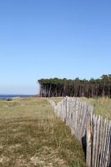 Obraz premium protection des dunes littorales par la plantation d'oyats