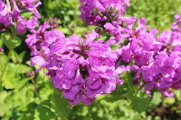 Purple "Big Betony" flowers in Zurich, Switzerland. Its Latin name is Stachys Macrantha, native to Turkey, Caucasus and Iran.