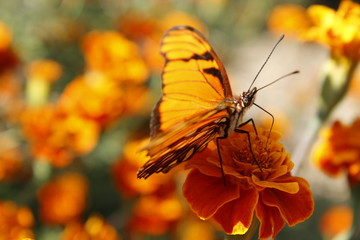 Mariposa