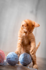 little kitten playing with wool toys © luckybusiness