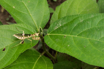 Grasshopper