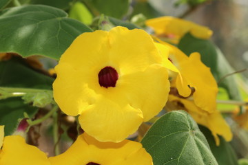Yellow "Uncarina Leandrii var Rechenbergii" flower in Zurich, Switzerland. It is native to Madagascar.
